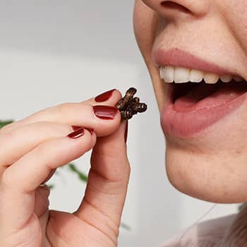 How to eat crickets? 